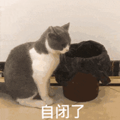 3.gif